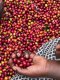 Kawa ziarnista Muhabura Kawa ziarnista RWANDA MUHABURA HONEY ESPRESSO 1kg 3