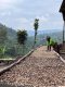 Kawa ziarnista Muhabura Kawa ziarnista RWANDA MUHABURA NATURAL ESPRESSO 1kg 1
