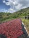 Kawa ziarnista Muhabura Kawa ziarnista RWANDA MUHABURA NATURAL ESPRESSO 1kg 7