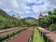 Kawa ziarnista Muhabura Kawa ziarnista RWANDA MUHABURA ROYAL ROBUSTA OMNIROAST 1kg 2