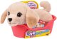 Little Live Pets Moose Toys My Really Real Puppy Mini's - Golden Retriever Buddy 1
