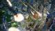 SimCity PC, wersja cyfrowa 2