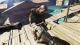 Dead Island: Riptide - Complete Edition PC, wersja cyfrowa 8