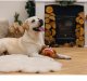 Beeztees Zabawka dla Psa Indyk ze Sznurem 30cm 2