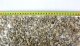 AQUA DELLA Gravel British Brown, żwirek, do akwarium, 4-8 mm, 2 kg 4