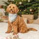 Trixie Xmas Bandanka, dla psa, plusz, szara, 55 cm 3