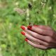 Catrice MANUCURIST_Green* Nail Polish lakier do paznokci Red Coral 15ml 7