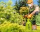 NO PEST Proszek Preparat Środek Oprysk na Kleszcze Komary Muchy Meszki Pluskwy Rybiki Mrówki i Inne Owady 25g/10L Permetrine 25WP 8