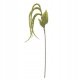 Bloomingville Foxtail Łodyga Zielony Sztuczne Kwiaty 1