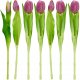 Saska Garden BUKIET 7 TULIPANÓW JASNO FIOLETOWYCH 31CM JAK ŻYWYCH DEKORACJA WIOSENNA 4