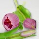 Saska Garden BUKIET 7 TULIPANÓW JASNO FIOLETOWYCH 31CM JAK ŻYWYCH DEKORACJA WIOSENNA 6