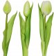 Saska Garden BUKIET 7 TULIPANÓW BIAŁYCH 31CM JAK ŻYWYCH DEKORACJA WIOSENNA 2
