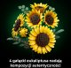 LEGO Botanicals Bukiet słoneczników (11502) 5