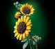 LEGO Botanicals Bukiet słoneczników (11502) 5