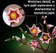 LEGO Botanicals Gałązki magnolii (11510) 5