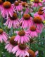 Legutko Rudbekia purpurowa Jeżówka - różowa 6