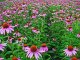 Legutko Rudbekia purpurowa Jeżówka - różowa 9