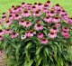 Legutko Rudbekia purpurowa Jeżówka - różowa 10