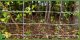 Cavatorta SIATKA LEŚNA ogrodzeniowa wys 220/26/15 M 50m MOCNA gęsta na DZIKA ŁOSIA 5