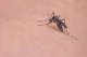 NO PEST SPRAY ŚRODEK PREPARAT na PLUSKWY KARALUCHY PRUSAKI PCHŁY DRAKER 400ML 3