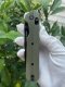 Bestech Knives Nóż KNIVESPL The First OD Green G10 14C28N 4