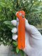 Bestech Knives Nóż KNIVESPL The First Orange G10 14C28N 4