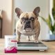 Triton VET PROTECTOR GASTRO  APETYT STOP  hamowanie nadmiernego apetytu, zwiększenie uczucia sytości dla psa i kota 3,5 g 2