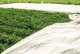 Planta Agrowłóknina wiosenna biała 19g/m 2,1x10 m Do ochrony warzyw i kwiatów 3
