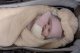 SwaddleMe Lodger Wrapper Teddy owijająca sedziņa Birch WPT 599 6