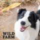 Balto WILD FARM uszy królicze 300g przysmak dla psa 5