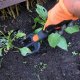 Saska Garden WIDEŁKI OGRODOWE 4