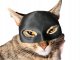 Aster Maska dla Kota BATMAN BAT-CAT Przebranie dla kota na halloween 3