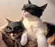 Aster Maska dla Kota BATMAN BAT-CAT Przebranie dla kota na halloween 4