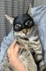 Aster Maska dla Kota BATMAN BAT-CAT Przebranie dla kota na halloween 5