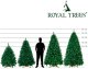 Springos Choinka sztuczna 180 cm sosna leśna jak żywa Royal Trees premium z drewnianym stojakiem UNIWERSALNY 24