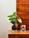 Direct Home and Garden Doniczka plastikowa ORCHIDEA 16 cm 2