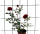 Planta Krata do roślin pnących metalowa ciemna zieleń 150x75 cm 2
