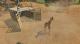 Zoo Tycoon Xbox One 7
