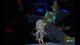 Light Tracer PC, wersja cyfrowa 2