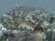 The Settlers: Heritage of Kings PC, wersja cyfrowa 5