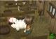 Harvest Moon: Tree of Tranquility Wii U 1