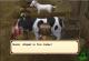 Harvest Moon: Tree of Tranquility Wii U 6