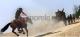 Red Dead Redemption 5