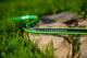 Cellfast Wąż ogrodowy Premium Green ATS2 3/4" 50m (15-121) 1