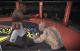 MMA Xbox 360 10