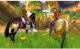 Saddle Club Przygoda w Siodle PC 12