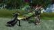 Accel World VS. Sword Art Online - Deluxe Edition PC, wersja cyfrowa 3