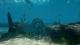 Shark Attack Deathmatch 2 PC, wersja cyfrowa 15