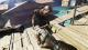 Dead Island: Riptide - Survivor Pack PC, wersja cyfrowa 12