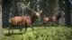 theHunter: Call of the Wild PC, wersja cyfrowa 5